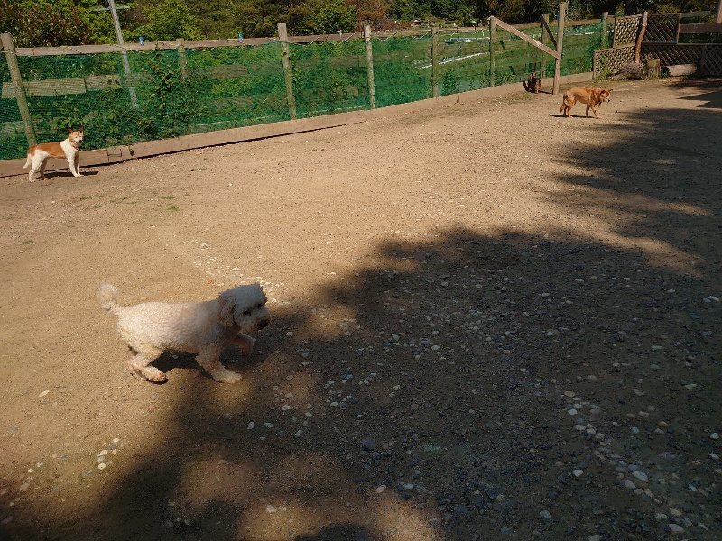 f：id：roukenhome-ann：20200529161609j：plain