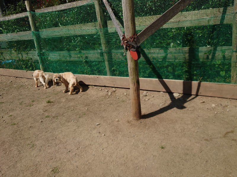 f:id:roukenhome-ann:20200530190345j:plain f:id:roukenhome-ann:20200530190345j:plain