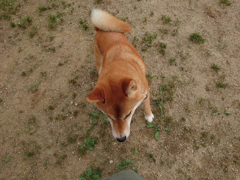 f:id:roukenhome-ann:20200601134820j:plain f:id:roukenhome-ann:20200601134820j:plain