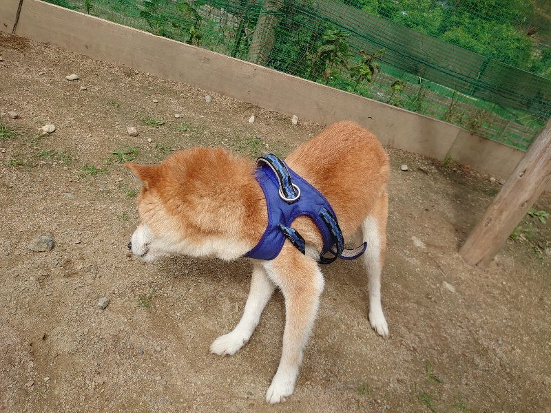 f:id:roukenhome-ann:20200601135127j:plain f:id:roukenhome-ann:20200601135127j:plain