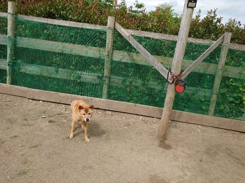 f:id:roukenhome-ann:20200601135556j:plain f:id:roukenhome-ann:20200601135556j:plain