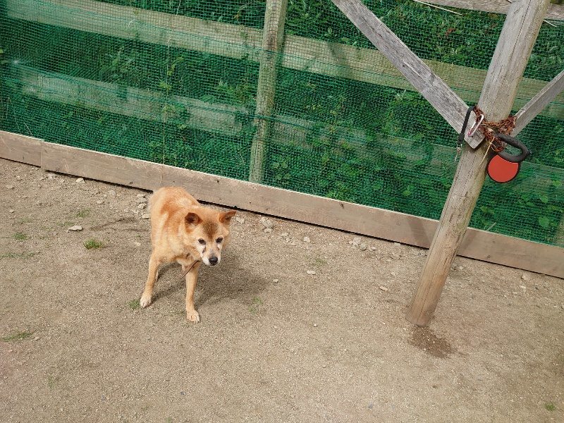 f:id:roukenhome-ann:20200601135602j:plain f:id:roukenhome-ann:20200601135602j:plain