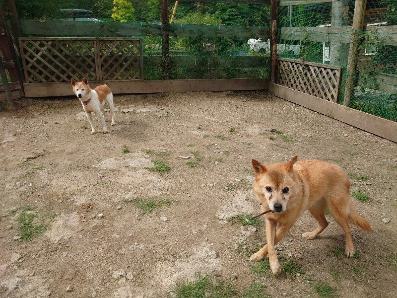 f:id:roukenhome-ann:20200601135618j:plain f:id:roukenhome-ann:20200601135618j:plain