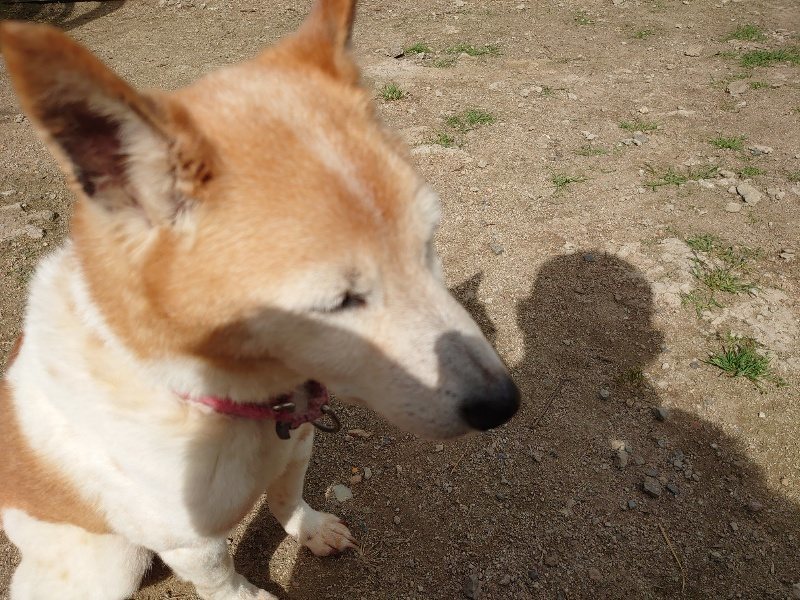 f:id:roukenhome-ann:20200601140229j:plain f:id:roukenhome-ann:20200601140229j:plain