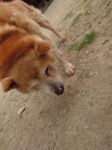 f:id:roukenhome-ann:20200601143550j:plain f:id:roukenhome-ann:20200601143550j:plain