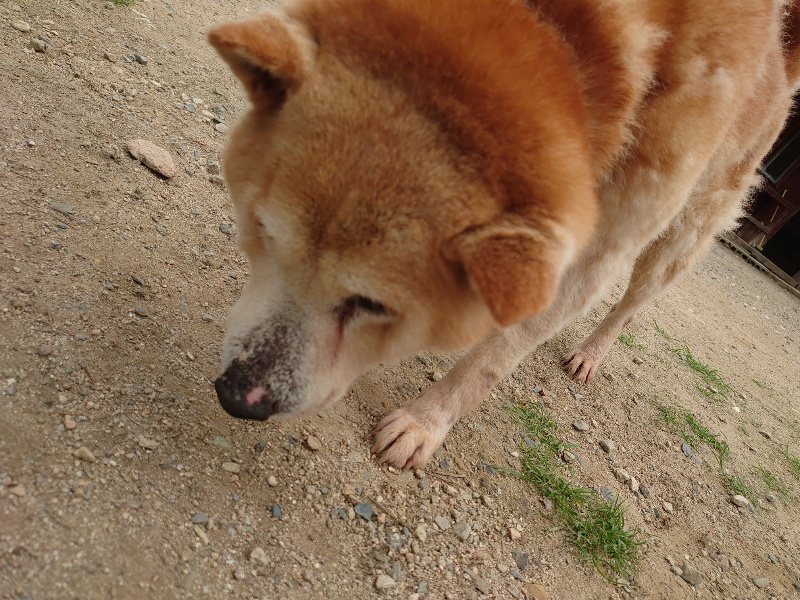 f:id:roukenhome-ann:20200601143555j:plain f:id:roukenhome-ann:20200601143555j:plain