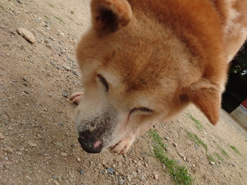 f:id:roukenhome-ann:20200601143606j:plain f:id:roukenhome-ann:20200601143606j:plain