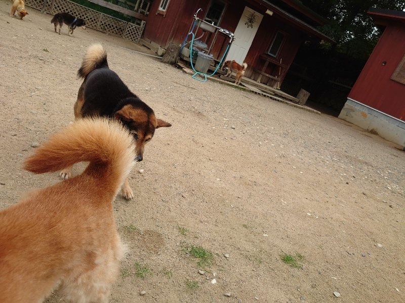 f:id:roukenhome-ann:20200601143611j:plain f:id:roukenhome-ann:20200601143611j:plain