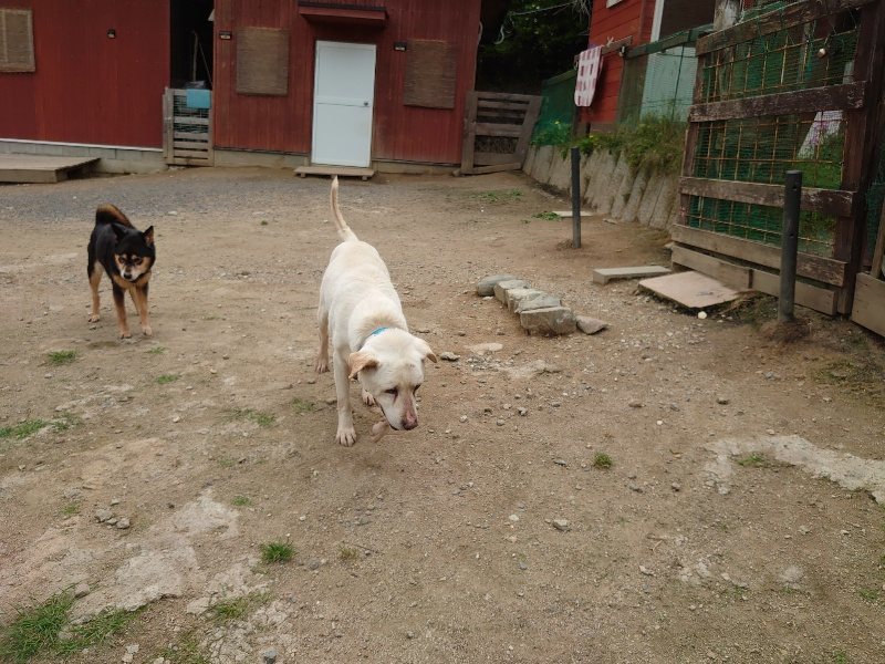 f:id:roukenhome-ann:20200601143802j:plain f:id:roukenhome-ann:20200601143802j:plain