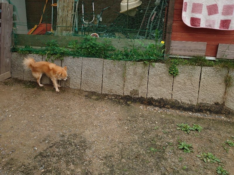 f:id:roukenhome-ann:20200601144225j:plain f:id:roukenhome-ann:20200601144225j:plain