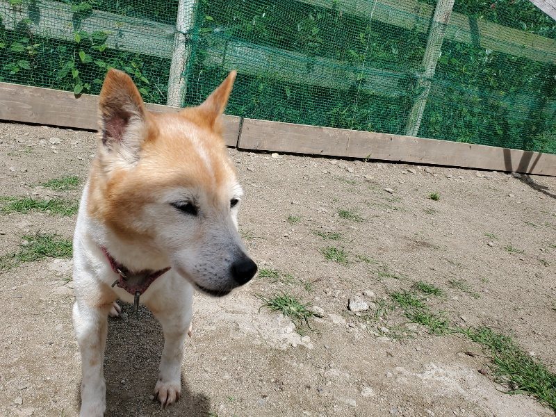 f：id：roukenhome-ann：20200602134156j：plain