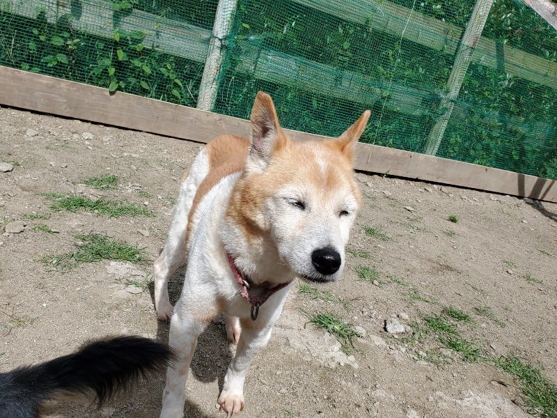 f：id：roukenhome-ann：20200602134234j：plain