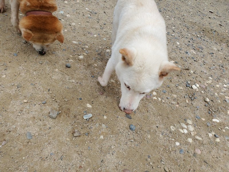 f：id：roukenhome-ann：20200602144310j：plain