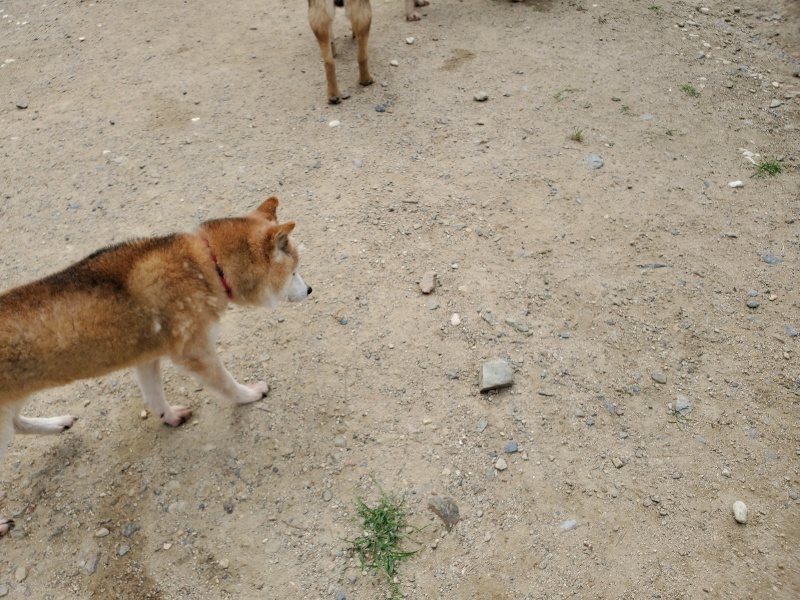 f：id：roukenhome-ann：20200602144525j：plain