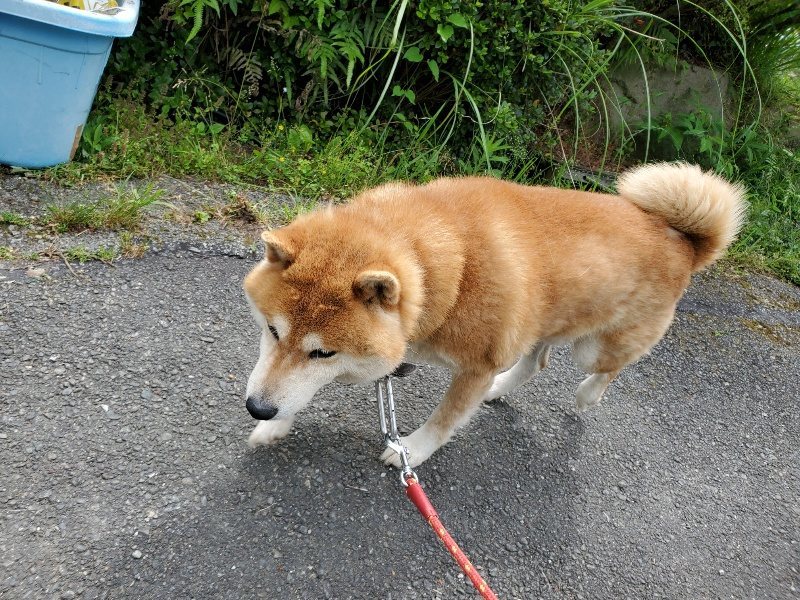 f：id：roukenhome-ann：20200602144809j：plain
