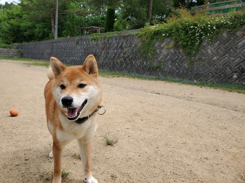 f：id：roukenhome-ann：20200602144831j：plain