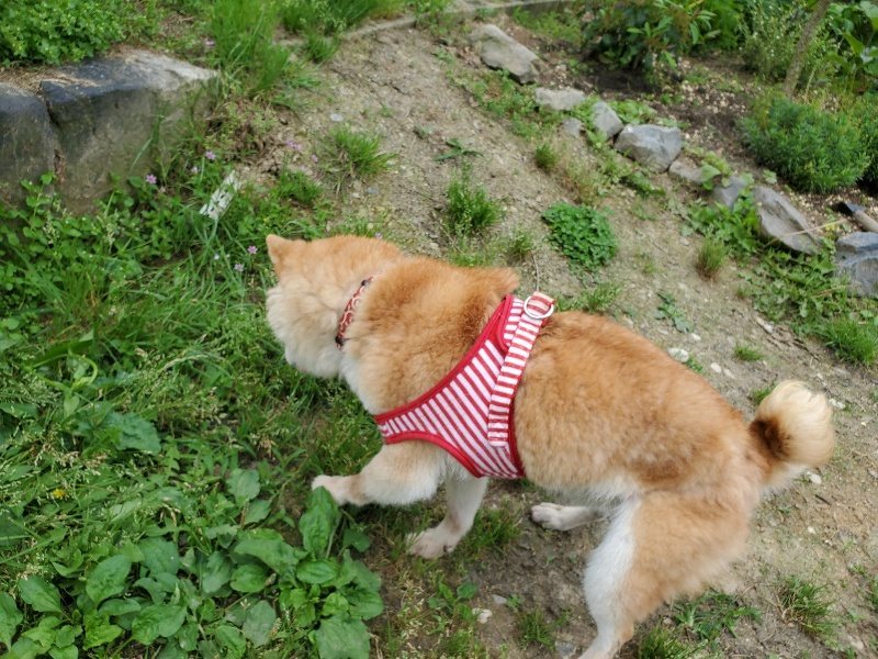 f：id：roukenhome-ann：20200602145040j：plain
