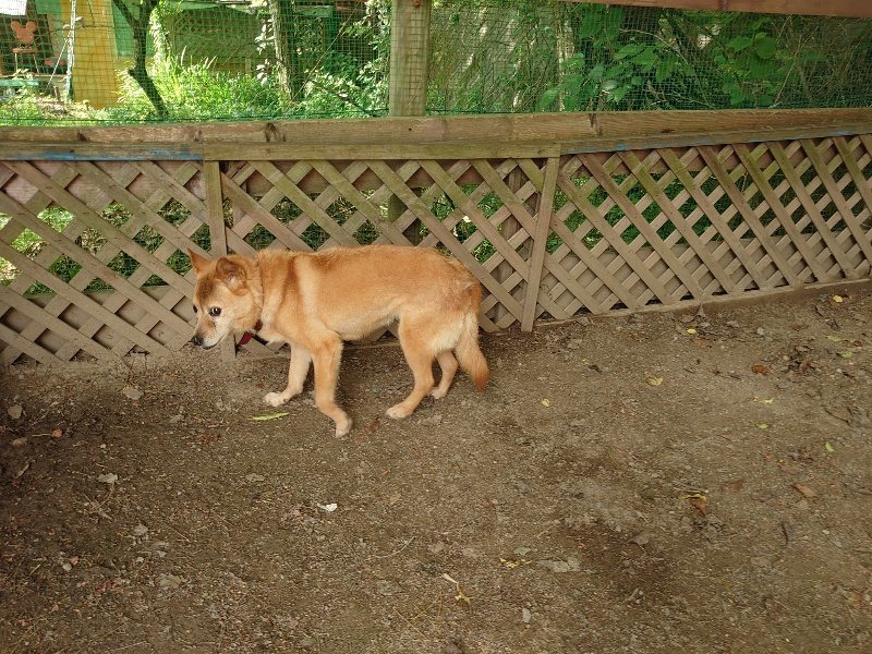 f:id:roukenhome-ann:20200603204537j:plain f:id:roukenhome-ann:20200603204537j:plain