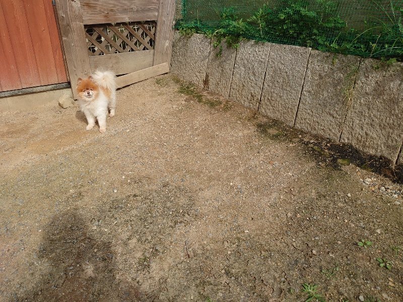 f:id:roukenhome-ann:20200603205206j:plain f:id:roukenhome-ann:20200603205206j:plain