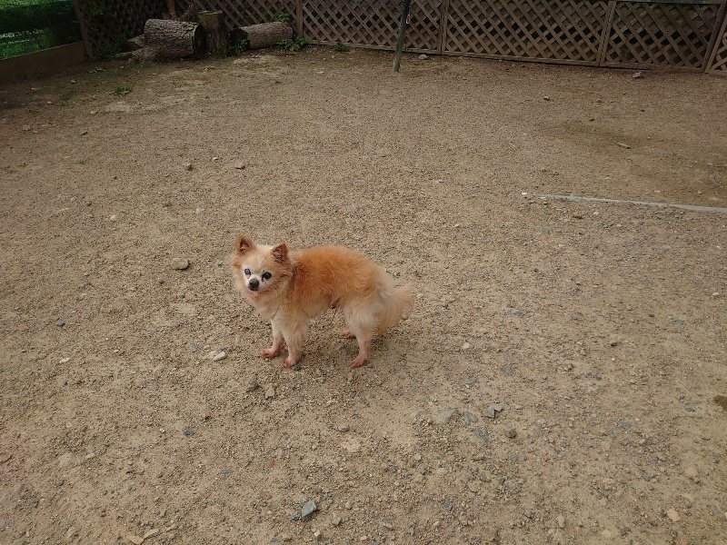 f:id:roukenhome-ann:20200603210423j:plain f:id:roukenhome-ann:20200603210423j:plain