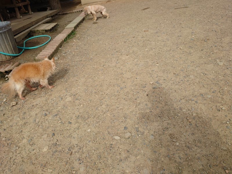f：id：roukenhome-ann：20200603211821j：plain