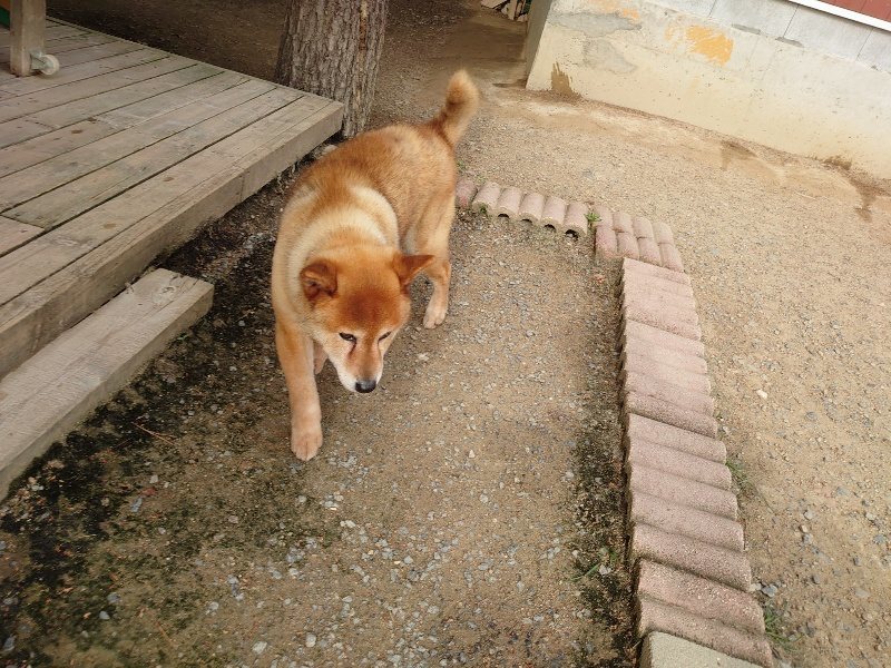 f：id：roukenhome-ann：20200603212345j：plain