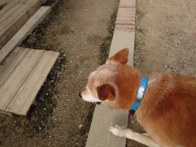 f：id：roukenhome-ann：20200603212412j：plain