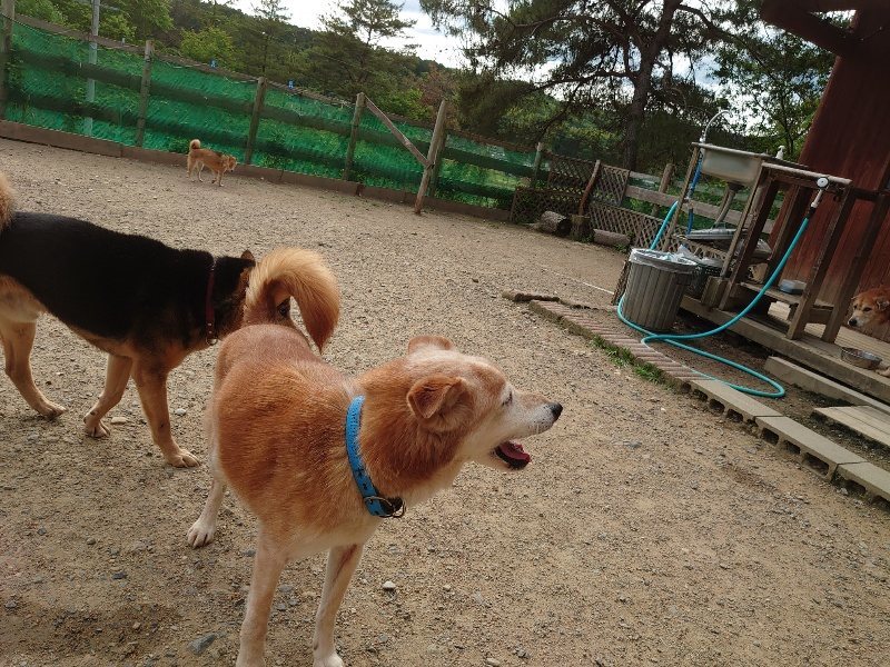 f：id：roukenhome-ann：20200603212547j：plain