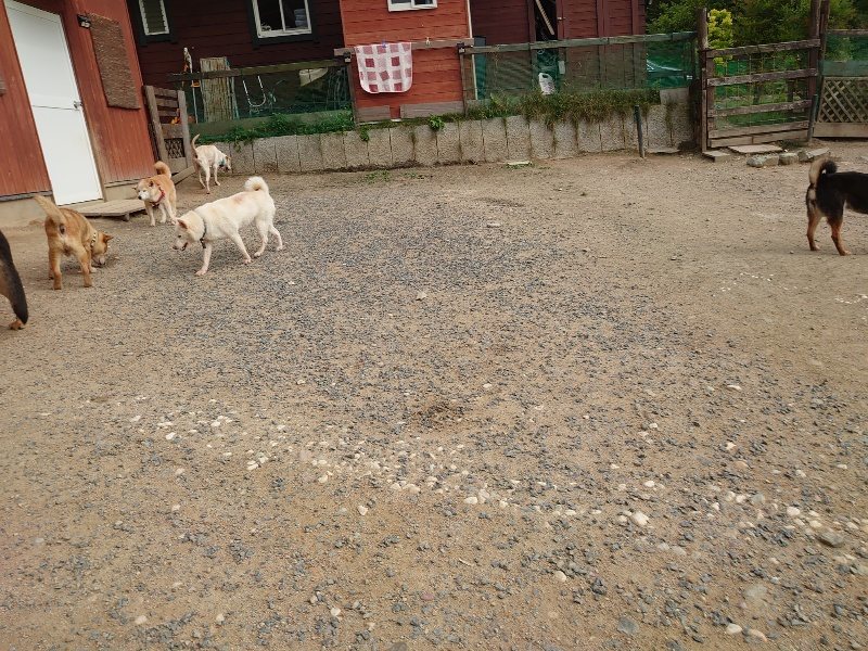 f：id：roukenhome-ann：20200603212618j：plain