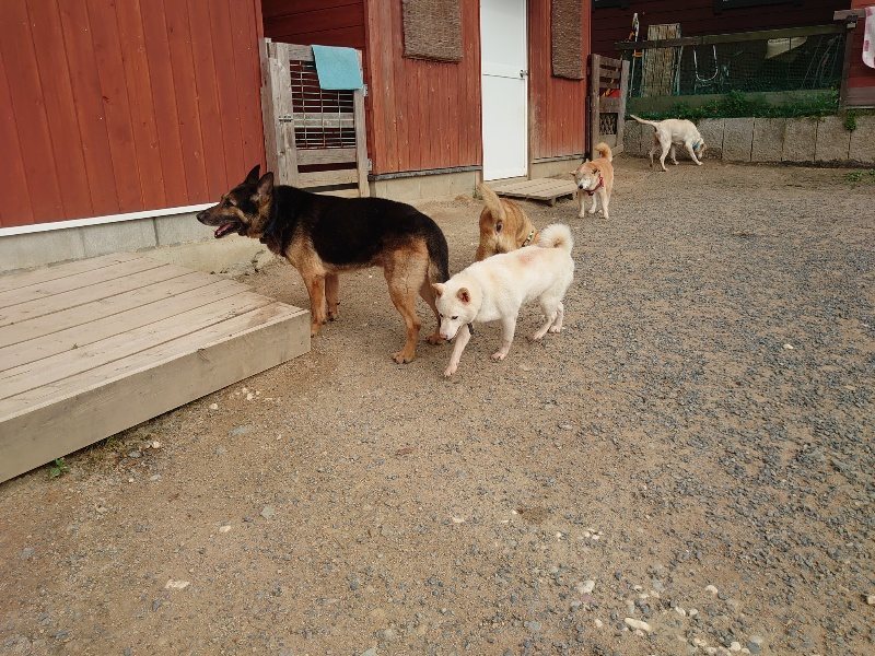 f：id：roukenhome-ann：20200603212630j：plain