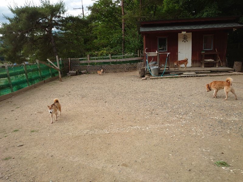 f：id：roukenhome-ann：20200603213043j：plain