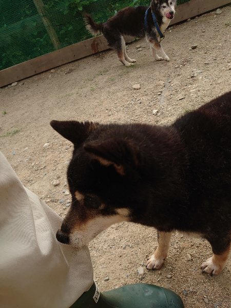 f：id：roukenhome-ann：20200603213121j：plain
