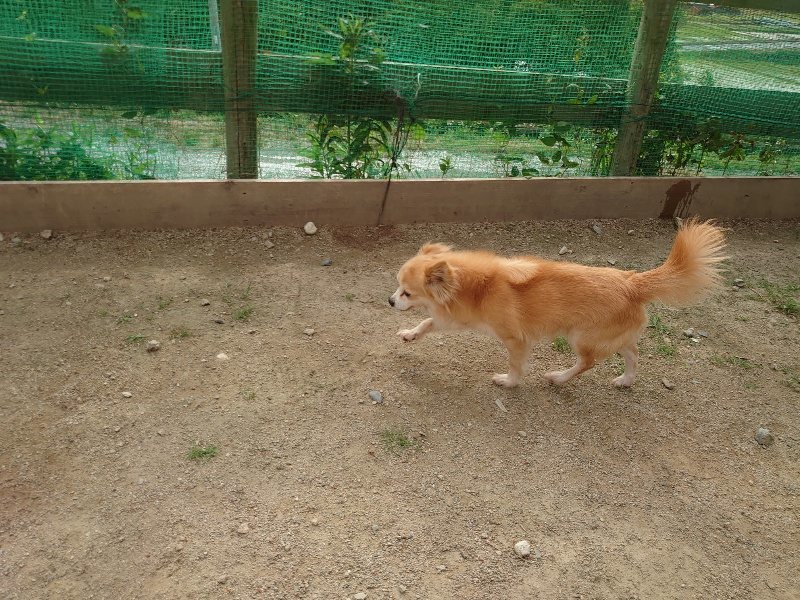 f：id：roukenhome-ann：20200603213301j：plain