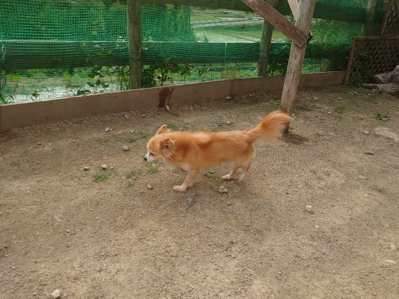 f：id：roukenhome-ann：20200603213307j：plain