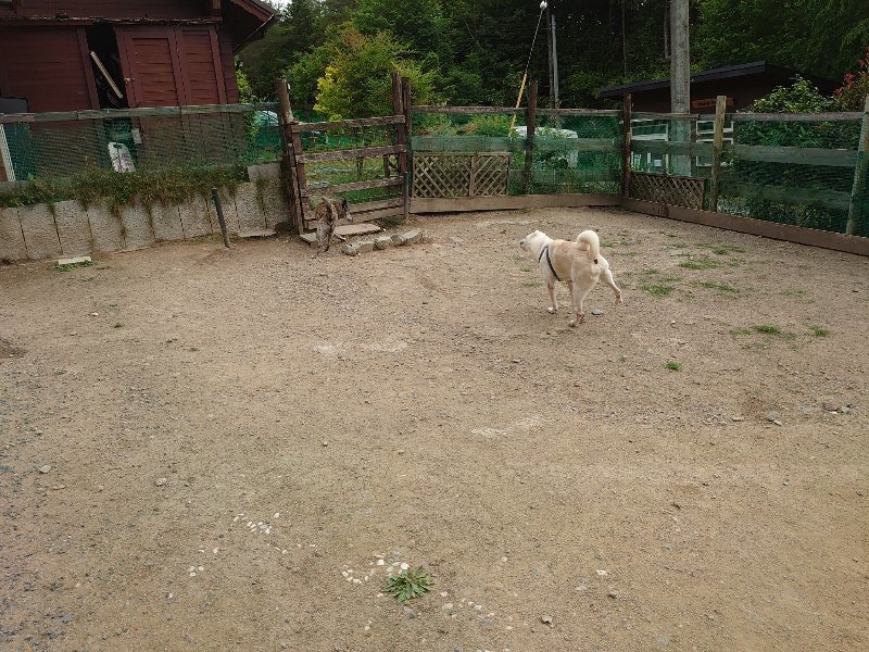 f：id：roukenhome-ann：20200603213422j：plain
