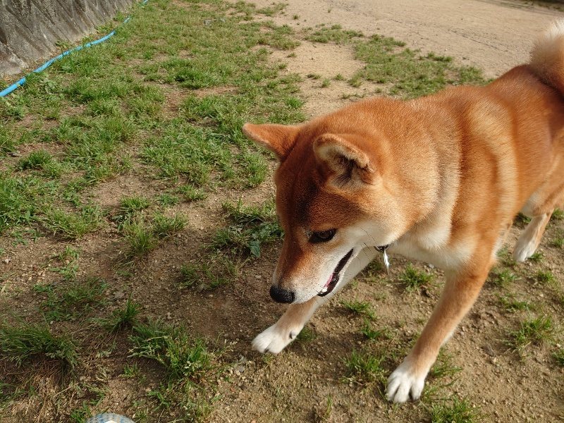f：id：roukenhome-ann：20200603213555j：plain