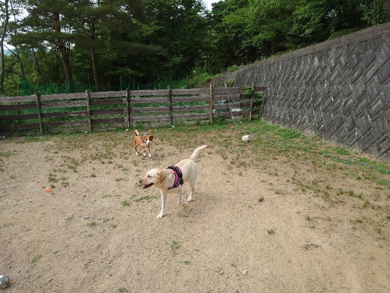 f：id：roukenhome-ann：20200603214014j：plain
