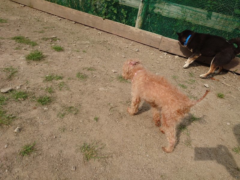 f：id：roukenhome-ann：20200603214220j：plain