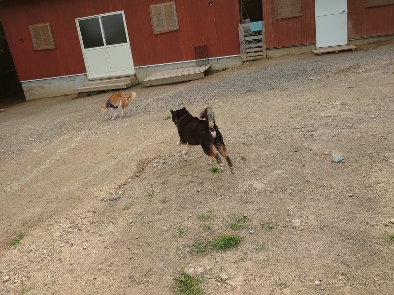 f：id：roukenhome-ann：20200603214322j：plain