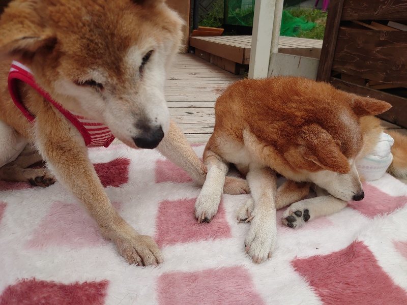 f：id：roukenhome-ann：20200603214653j：plain