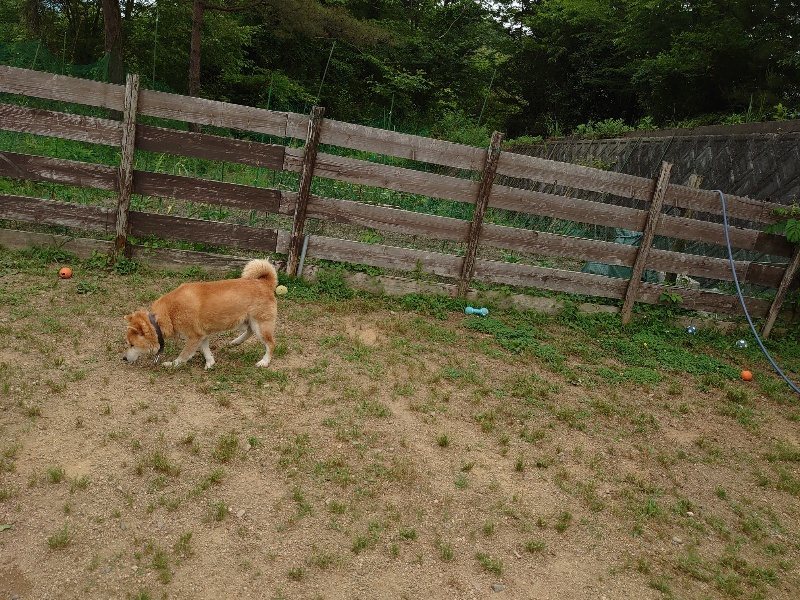 f：id：roukenhome-ann：20200604052902j：plain