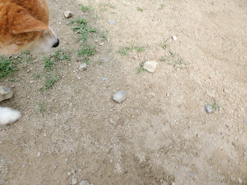 f:id:roukenhome-ann:20200604083319j:plain f:id:roukenhome-ann:20200604083319j:plain
