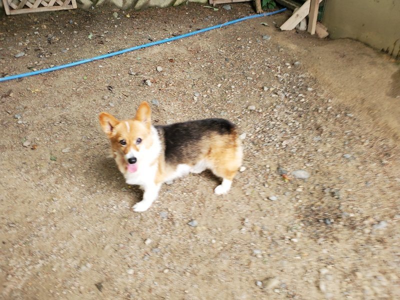 f:id:roukenhome-ann:20200604084932j:plain f:id:roukenhome-ann:20200604084932j:plain