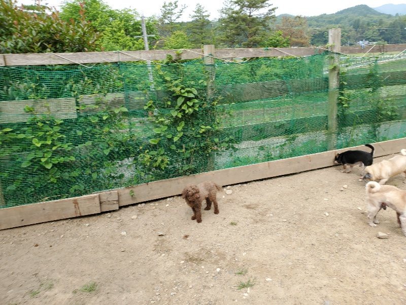 f：id：roukenhome-ann：20200604124709j：plain