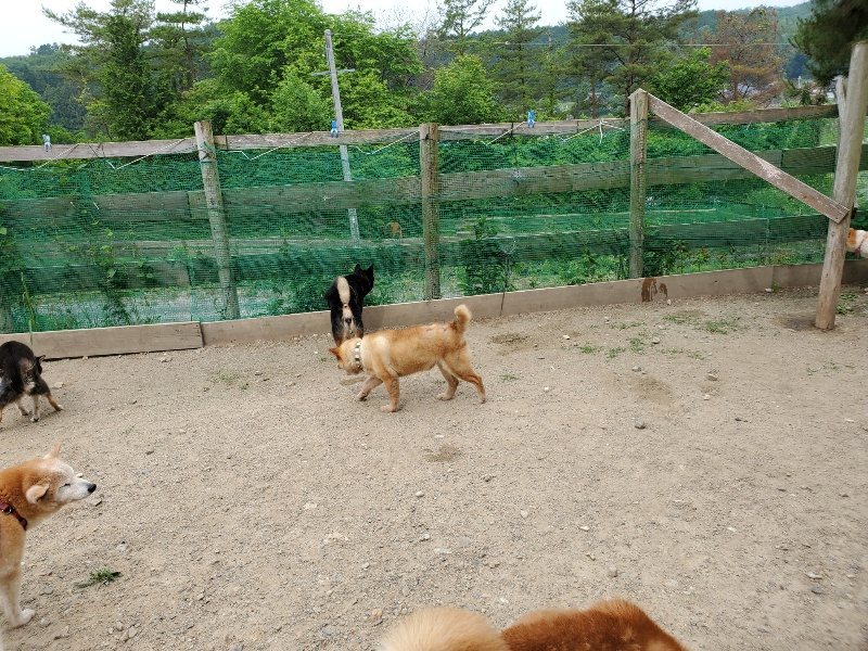 f：id：roukenhome-ann：20200604125352j：plain