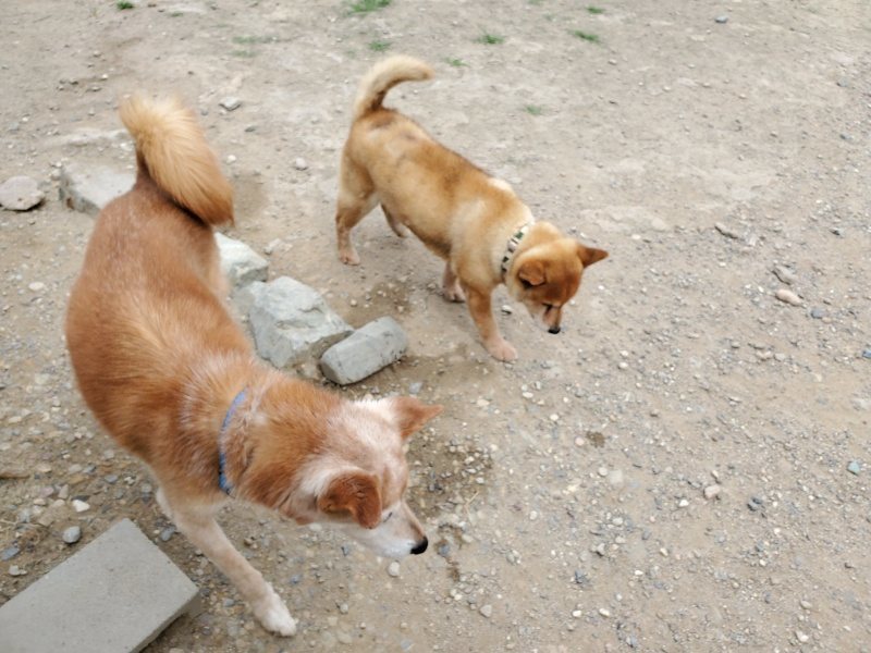 f：id：roukenhome-ann：20200604125813j：plain
