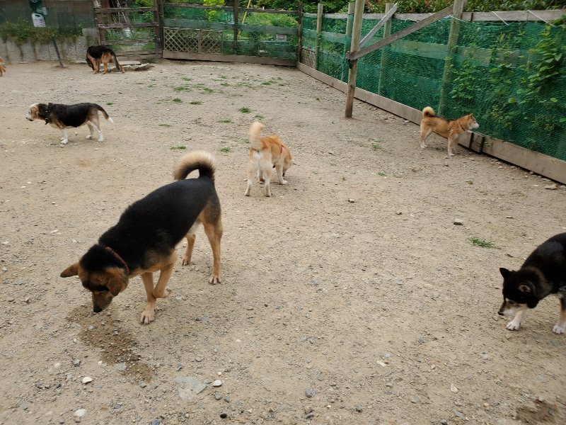 f：id：roukenhome-ann：20200604130014j：plain