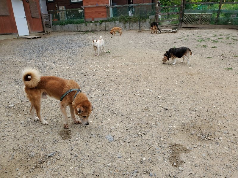 f：id：roukenhome-ann：20200604130031j：plain
