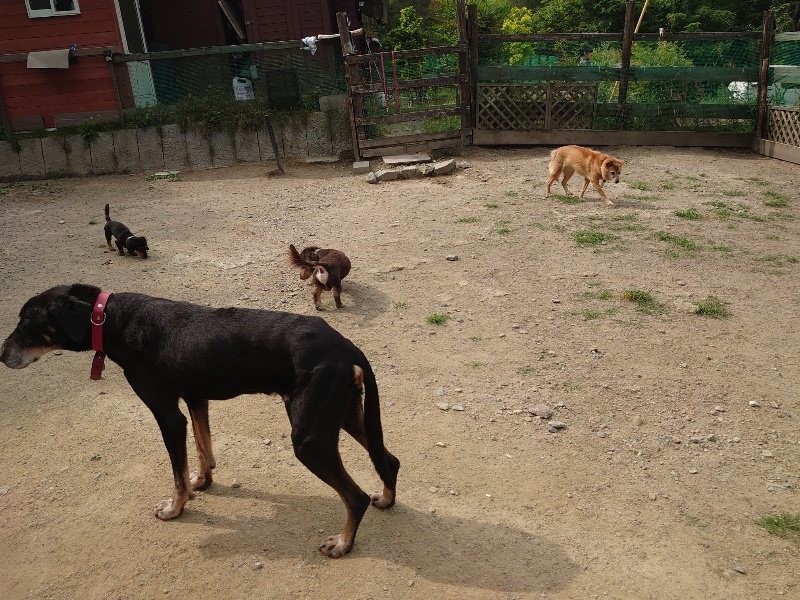 f：id：roukenhome-ann：20200604203437j：plain