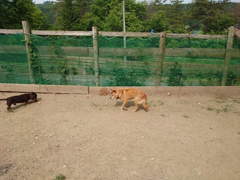 f：id：roukenhome-ann：20200604203952j：plain